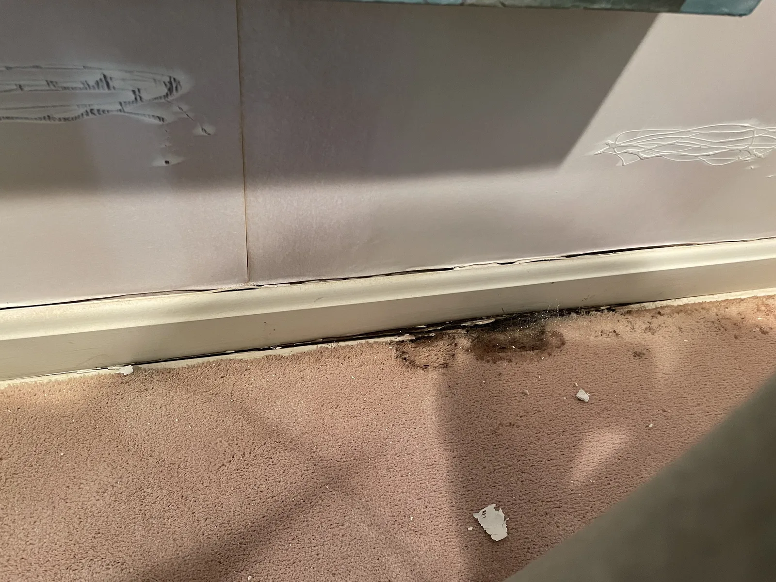 A close view of a baseboard where it meets the carpet, with a dark stain visible