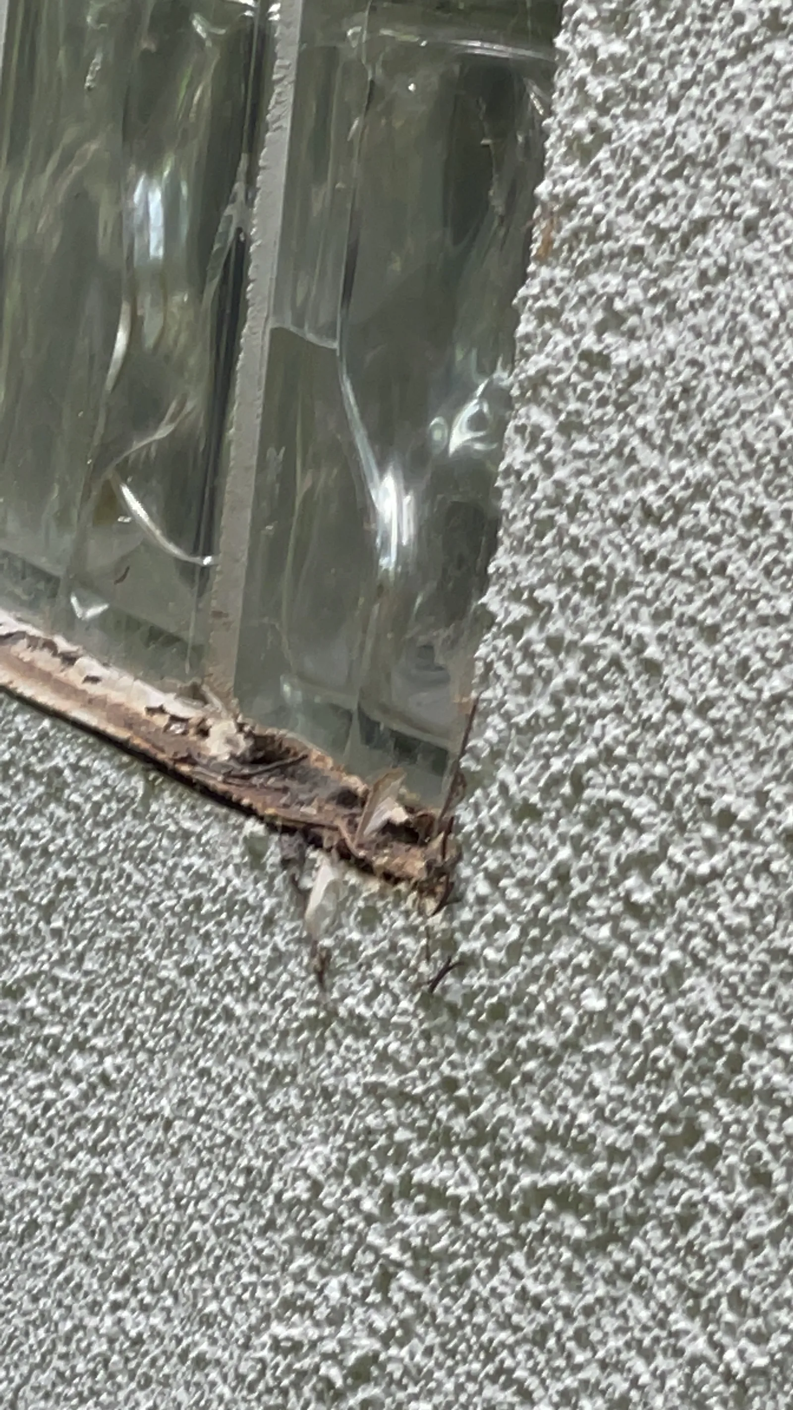 A close view of rotted wood trim at the base of a glass block window